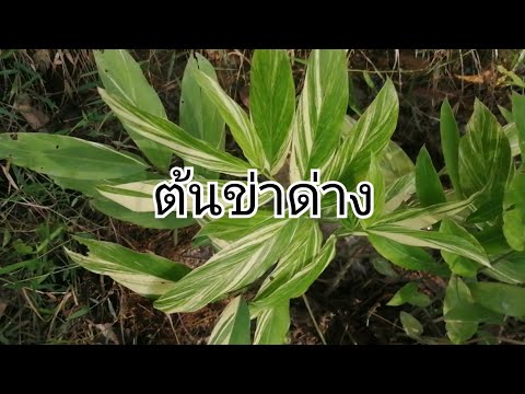 ไม้ด่างธรรมชาติในสวนหลังบ้าน​