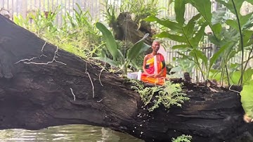 Thầy thích minh tuệ  - làm tiểu cảnh hòn non bộ sân vườn đẹp