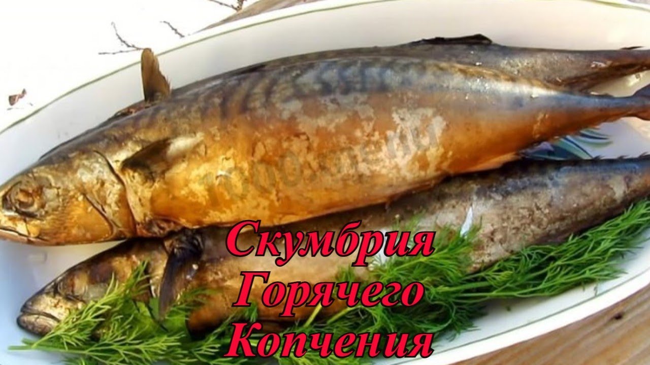 Скумбрия копченая горячего. Скумбрия горячего копчения. Скумбрия ГК. Скумбрия копченая. Скумбрия горячего копчения в коптильне.