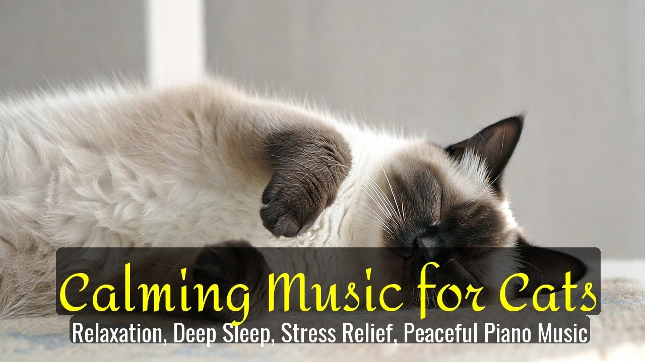 LIVE Relaxing Cat Sleep Stream for Deep Focus 😴 | Season 57