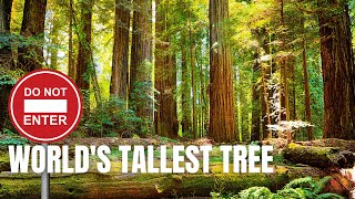 Access To Tallest Tree Blocked, Mobsters In The Bottom of Lake Mead