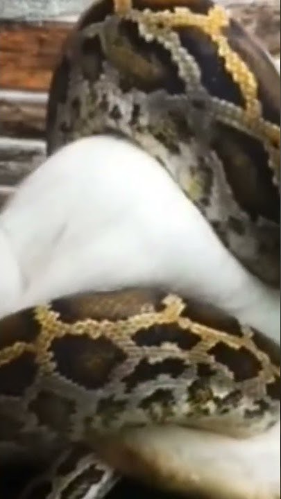 giant python eating rabbit - YouTube