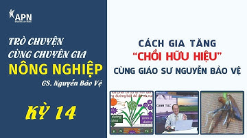 APN - BÍ QUYẾT GIÚP LÚA ĐẺ NHIỀU CHỒI HỮU HIỆU? - GIÁO SƯ NGUYỄN BẢO VỆ