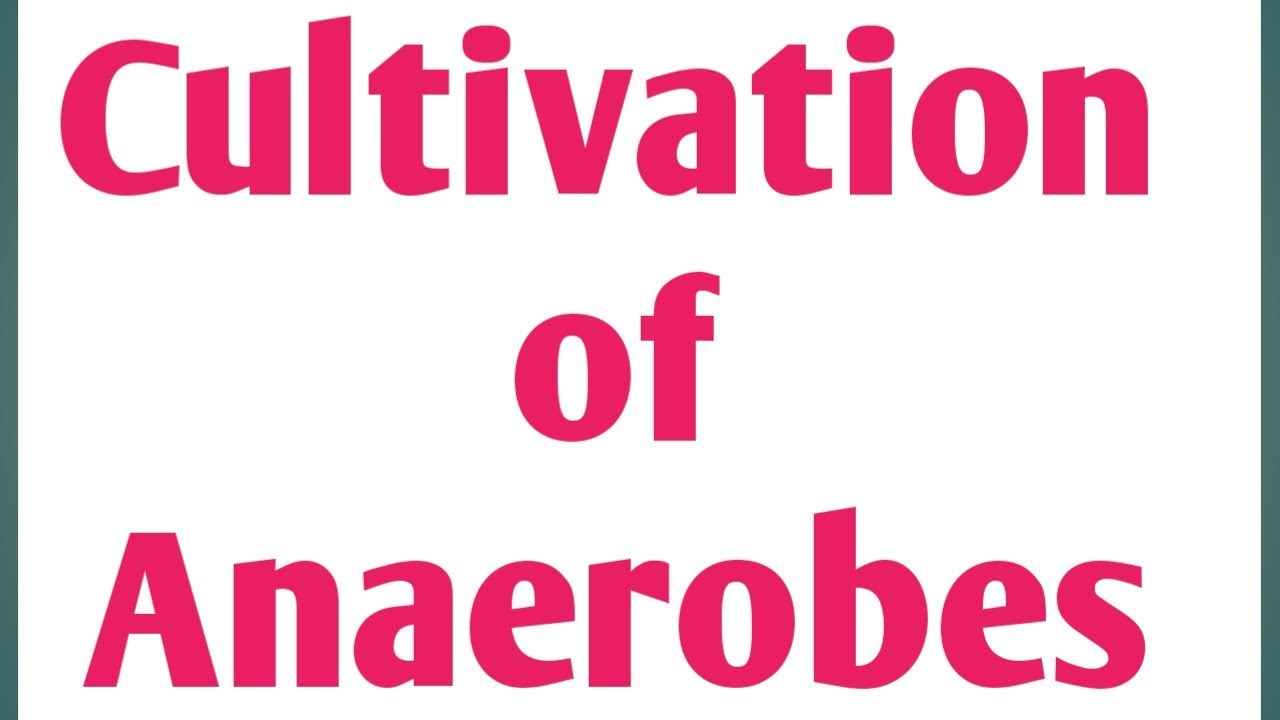 Cultivation of Anaerobes|Pharmaceutical Microbiology|Unit 1|Sem 3 