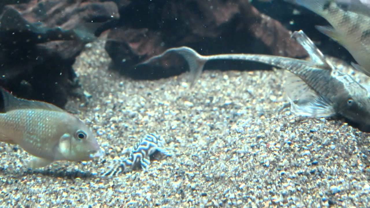 L333 Pleco Feeding YouTube l333-pleco-feeding-youtube