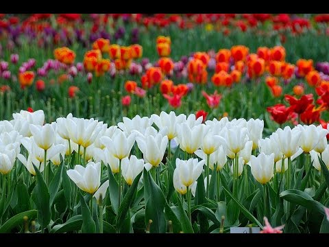 Video: Gėlių Sodas Birželio Mėn. Pagrindiniai Darbai