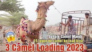 3 Camel Loading | 15 logon ne camel ko load kiya | Lahore Camel Mandi Shahpur Kanjra
