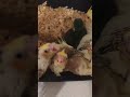 Baby Cockatiels. #adoreble #babybird #cockatiel #viralshort #viralreels #pets #cute #petbird #baby