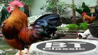 Tiga AYAM KATE saling lomba BERKOKOK GACOR KEREN !!