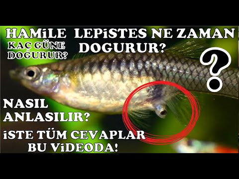 HAMİLE LEPİSTES NE ZAMAN DOĞURUR? KAÇ GÜNÜ KALDIĞINI NASIL ANLARIZ? NE ZAMAN YAVRULUĞA AYIRMALIYIZ?