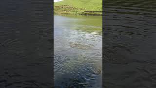 a vida debaixo d'água, tilápias grandes e pequenas