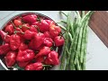 Aaj ki mirchi 🌶️ or long beans ki harvesting #plant #gardning