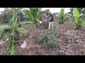 Plantando mandioca roxa, milho, feijão e abóbora