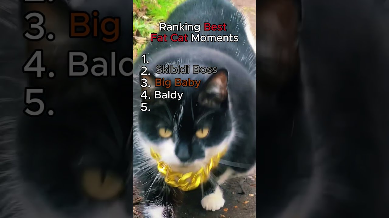 Ranking Best Fat Cat Moments Catlovers Funny Viral Funnyvideo