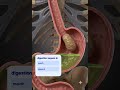 digestion of food #viral #shorts #viralvideo#class10 #3danimation #class11science #neet#viral #neet