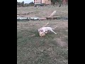 FIGHTING SKILLS OF SMALL PAKISTANI BULLY DOG рџђ FIGHTING AND PLAYING WITH BIG PITBULL FIGHTING SKILLS OF SMALL PAKISTANI BULLY DOG рџђ FIGHTING AND PLAYING WITH BIG PITBULL