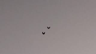 Николаевские голуби（посадка）
