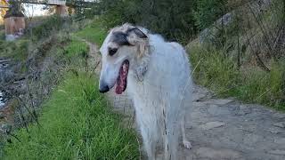 Arlo the Borzoi || pretty river and MORE friends!!! by Angie and Arlo the Borzoi ADVENTURES 178 views 11 months ago 5 minutes, 52 seconds