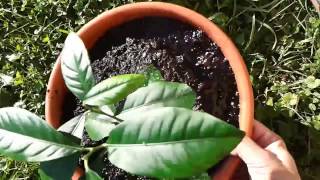Alipotigo de la citronarboj | Potting the lemon trees | #Esperanto