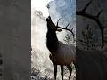 The Most Terrifying Animal Voices Ever! 😱🌍 #shorts#viral #animals