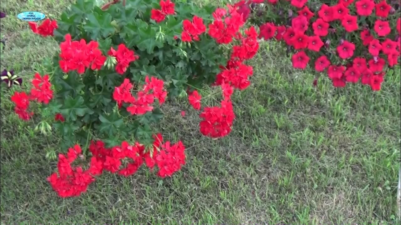 АМПЕЛЬНАЯ ГЕРАНЬ ЧТО ПОЛУЧИЛОСЬ ИЗ ЧЕРЕНКА! - YouTube