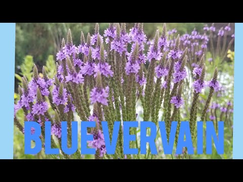 ვიდეო: Blue Vervain Information - Care Of Blue Vervain Wildflowers