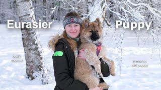 Eurasier Puppy Day in the Life | 3 month old puppy guide