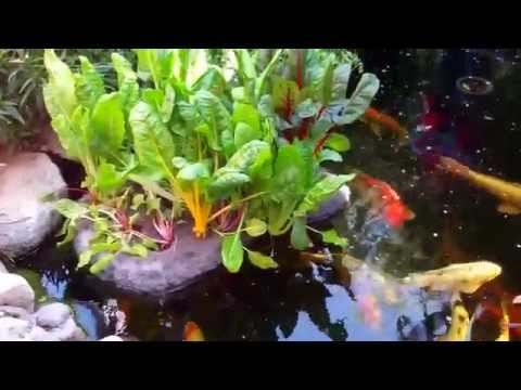 South Bay Junior Academy - Koi Pond Aquaponics