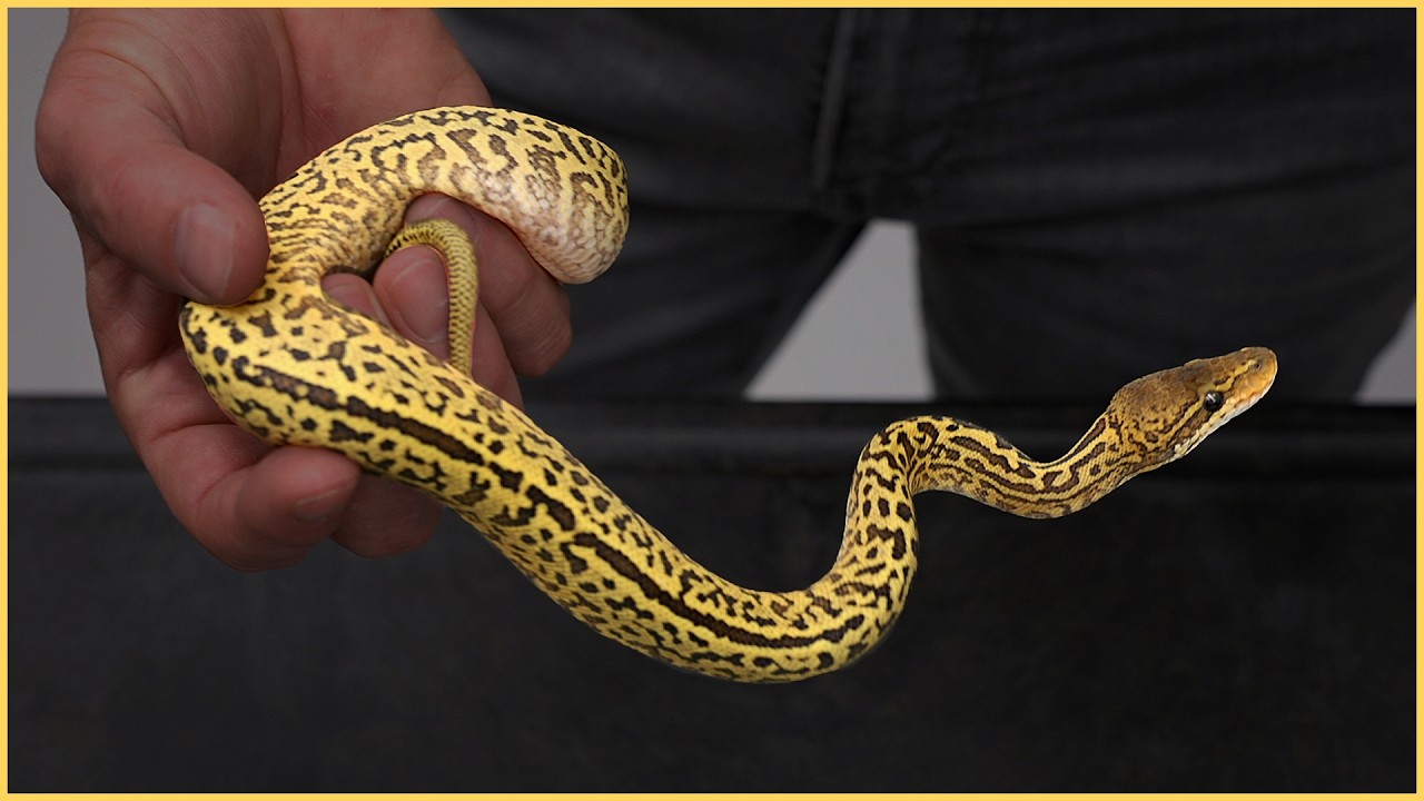 MAJOR Monsoon Milestones - DG and Clown!