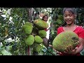 Survival skills: Find Natural jackfruit for food - Natural jackfruit eating delicious