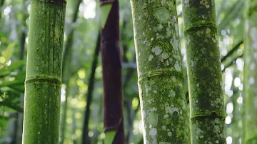 Can bamboo be used for paper?