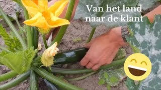 Van Het Land Naar De Klant Oogsten, Spoelen, Bezorgen Tuinderij T Oud Erf