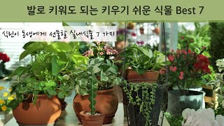 [4K] 키우기 쉽고 저렴하면서 예쁜 7가지 식물 추천 / 식물 초보 동생에게 선물할 7가지 식물 분갈이 부터 키우는 방법까지