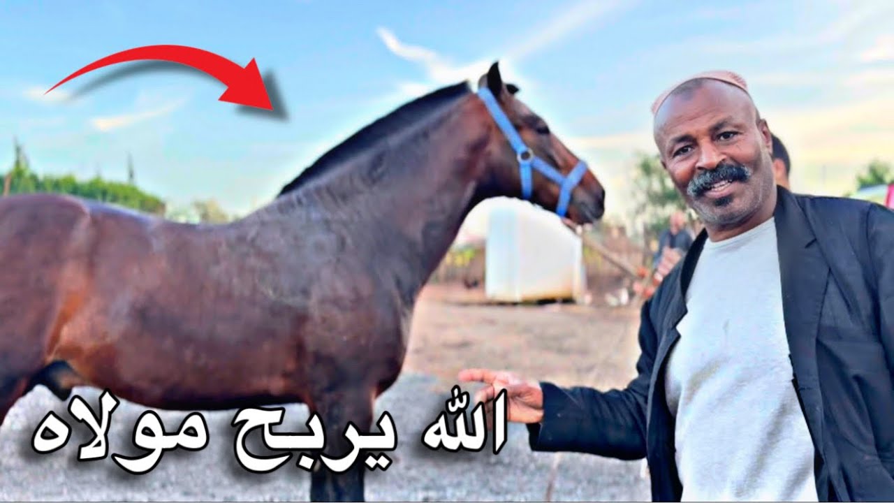 بادريس باع جدع لبركي ولاد لبركية 💔🥹