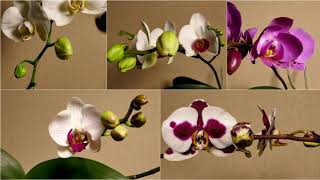 Орхидеи под африкаские ритмы