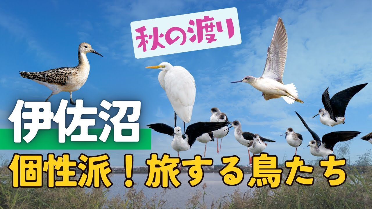 【野鳥観察】渡り鳥が続々到着！秋の伊佐沼で注目のかわいい仕草