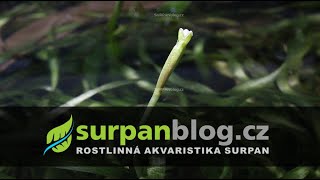 Flower of Vallisneria Tortissima | SURPAN.cz