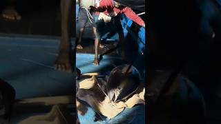 part 2 | Big Tuna Fish Catches❗Deep Sea Fishing