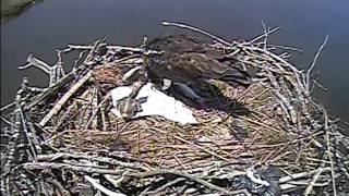 MNSA Snow Craft Osprey-Cam: 6/10/2015