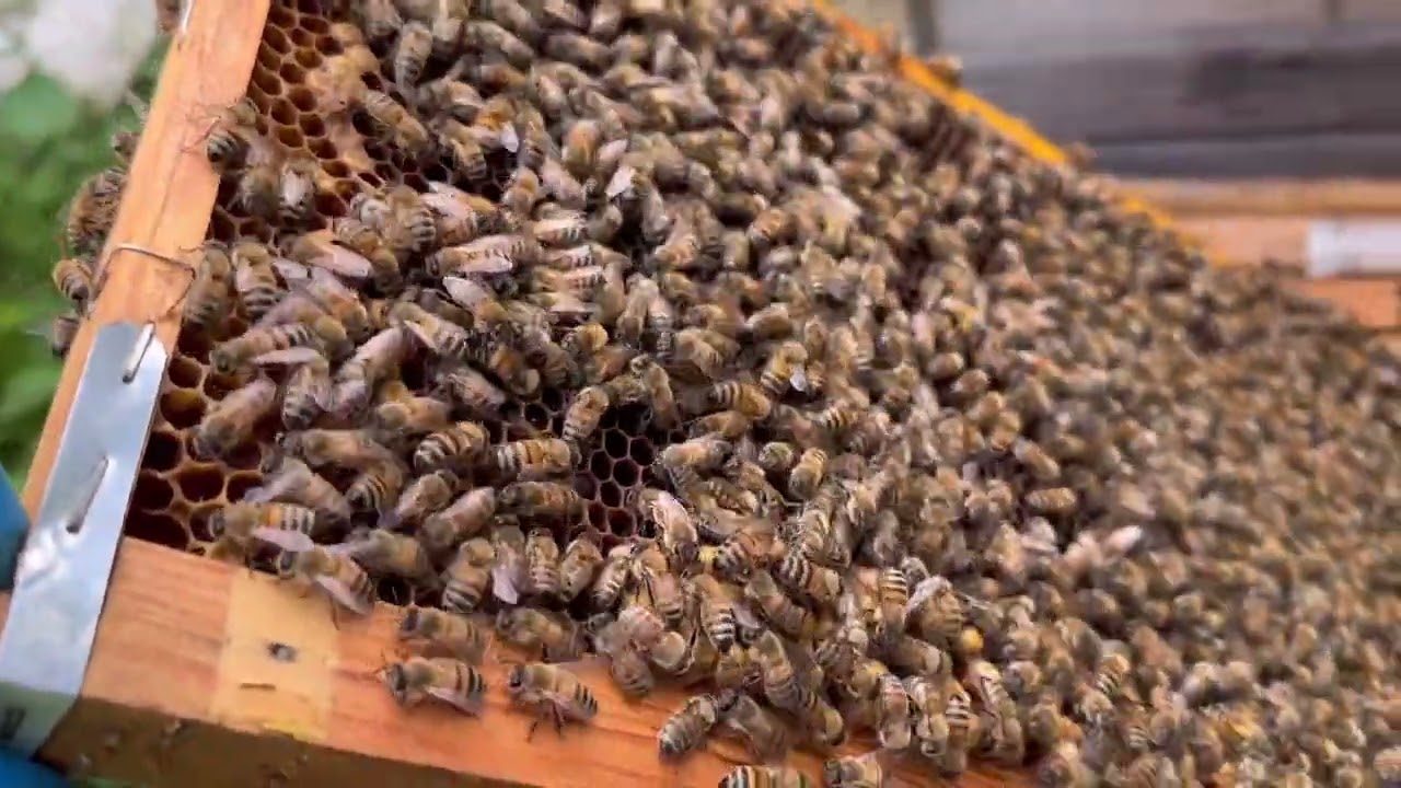 【迷い多き養蜂】嫌な予感的中、秋からの無王群に新女王を「慣らし」で入れていたが解放を中止