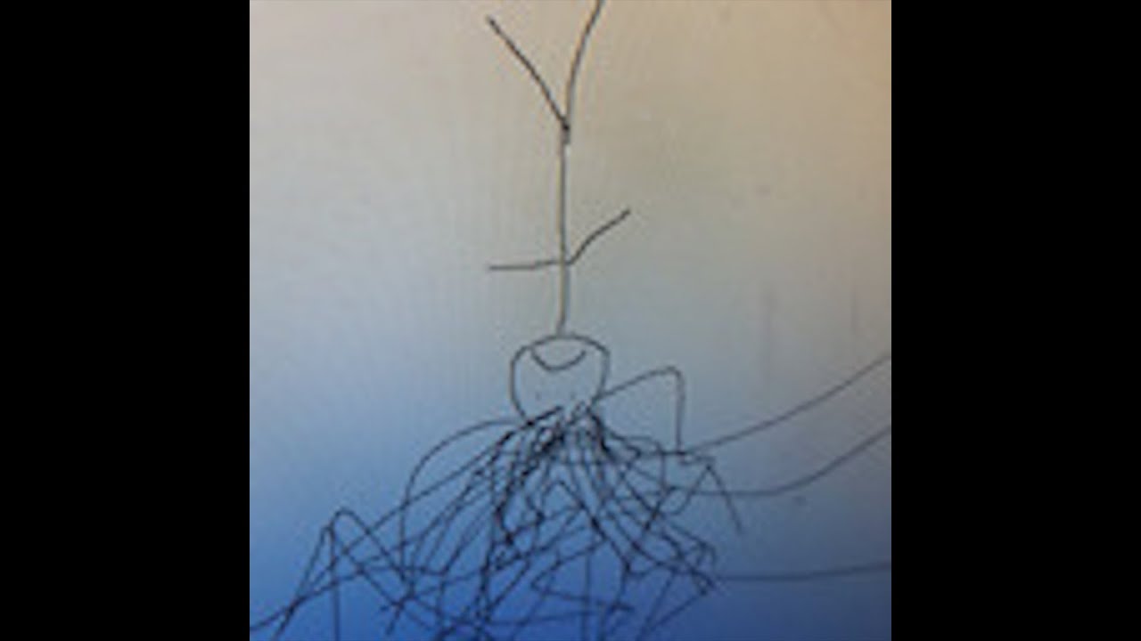 antsinmyblood - all the butterflies were just poison.