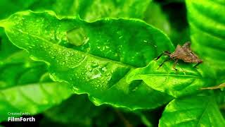 Dock Bug Coreus Marginatus Is A Herbivorous Species Of True Bug In The Family Coreidae