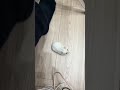 足を登ってくるハムスター　#hamster #ハムスター #小動物 #可愛い #cute