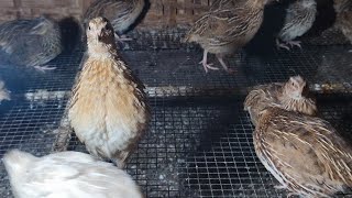 AMPUH!!! MASTERAN  burung puyuh bakal buka paruh dan gacor ceketer