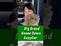 Branded goose down suppliers#business  #merchants  #opportunity