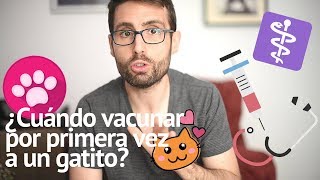 ¿A qué edad debo poner la primera vacuna a mi gato?