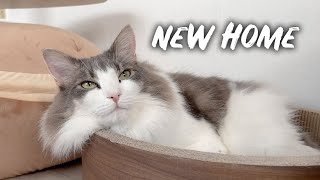 My cats moved to a new house | Norwegian forest cat by Norwegian Forest Cats 902 views 2 years ago 2 minutes, 33 seconds