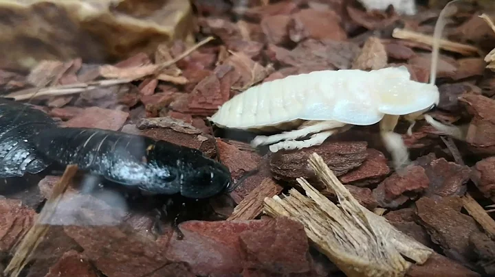 Cockroach shedding skin and eating it