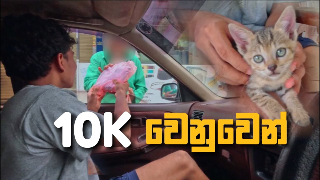 සතුටයි දුකයි දෙකම එකට | Happiness and sadness together #vlog29