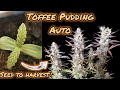 TOFFEE PUDDING AUTO | SAMEN ZUR ERNTE | SIMPLER ORGANISCHER HOMEGROW | 420 SPECIAL | 420Lexikon